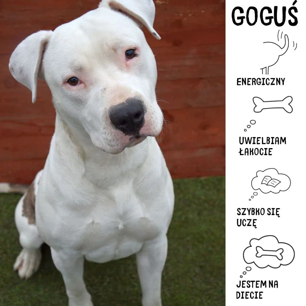 Goguś, male Mixed Breed for adoption at Schronisko Zabrze, Zabrze