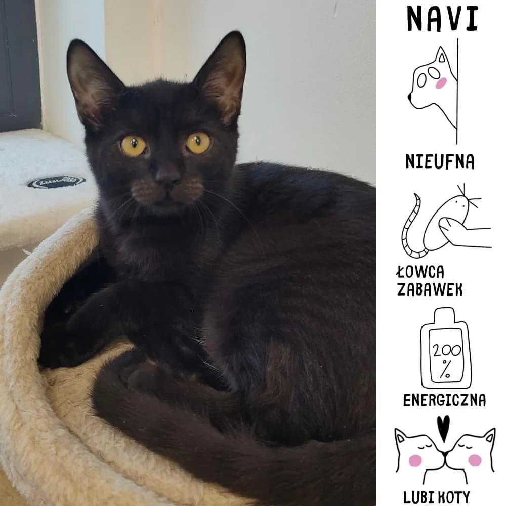 Navi, female Mixed Breed for adoption at Schronisko Zabrze, Zabrze