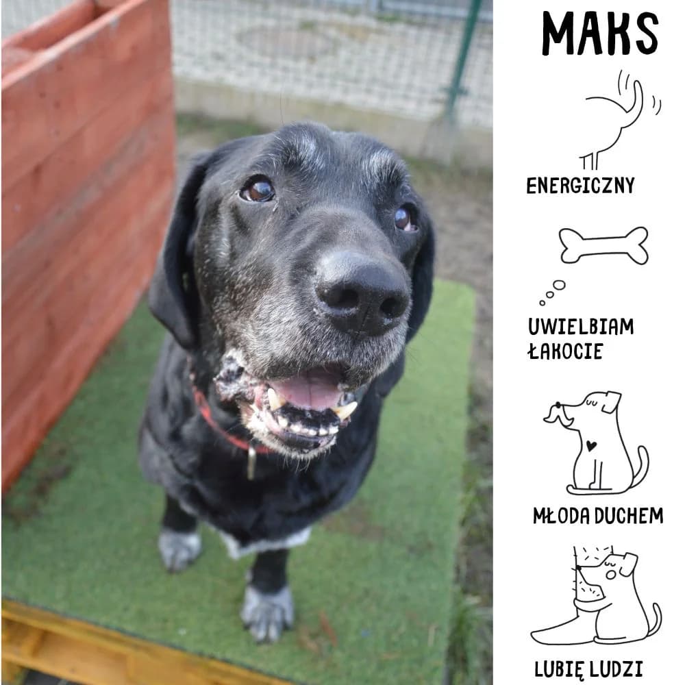 Maks, male senior Mixed Breed for adoption at Schronisko Zabrze, Zabrze