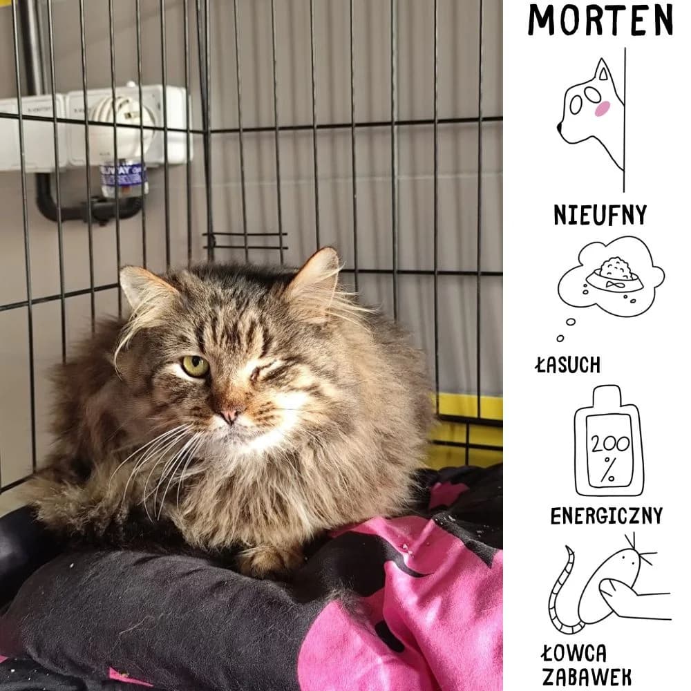 Morten, Mixed Breed for adoption at Schronisko Zabrze, Zabrze
