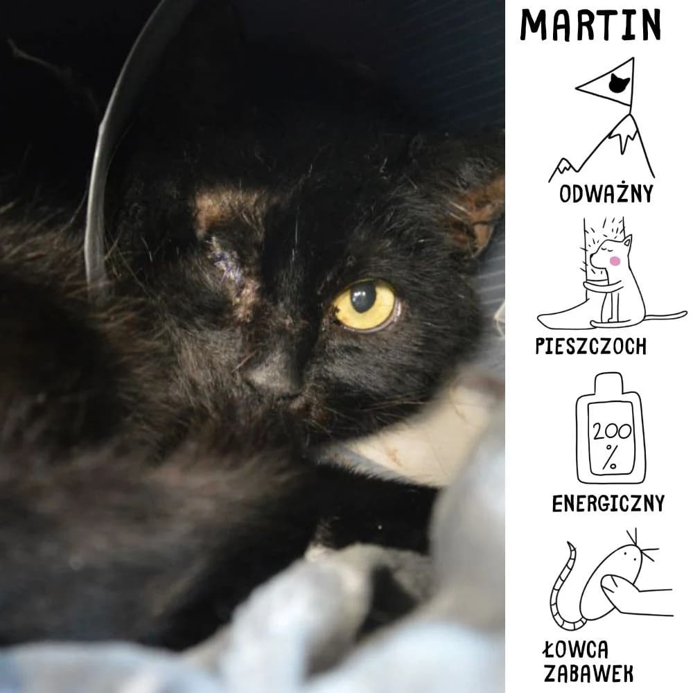 Martin, Mixed Breed for adoption at Schronisko Zabrze, Zabrze