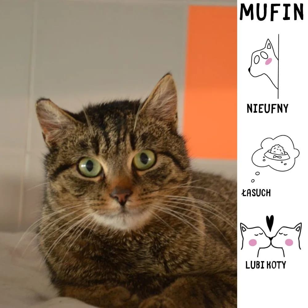 Mufin, female Mixed Breed for adoption at Schronisko Zabrze, Zabrze