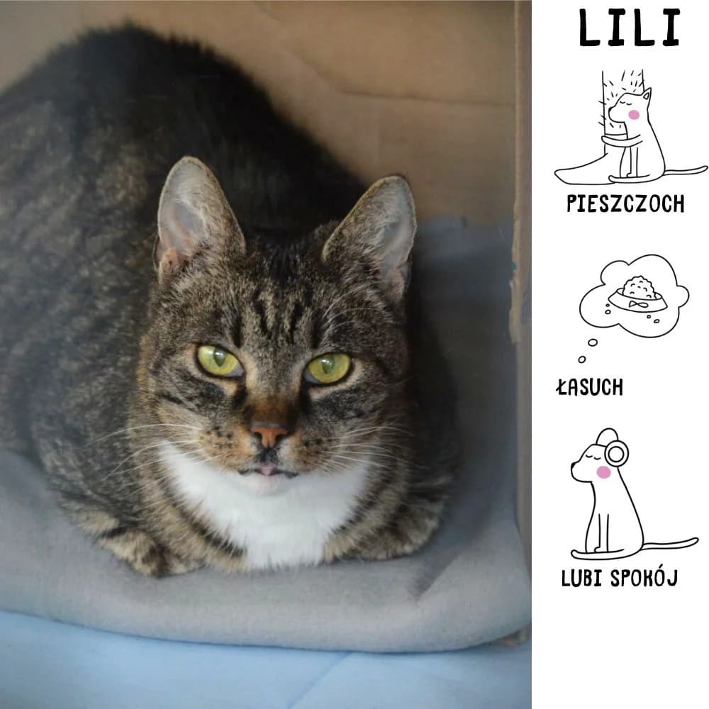 Lili, female Mixed Breed for adoption at Schronisko Zabrze, Zabrze