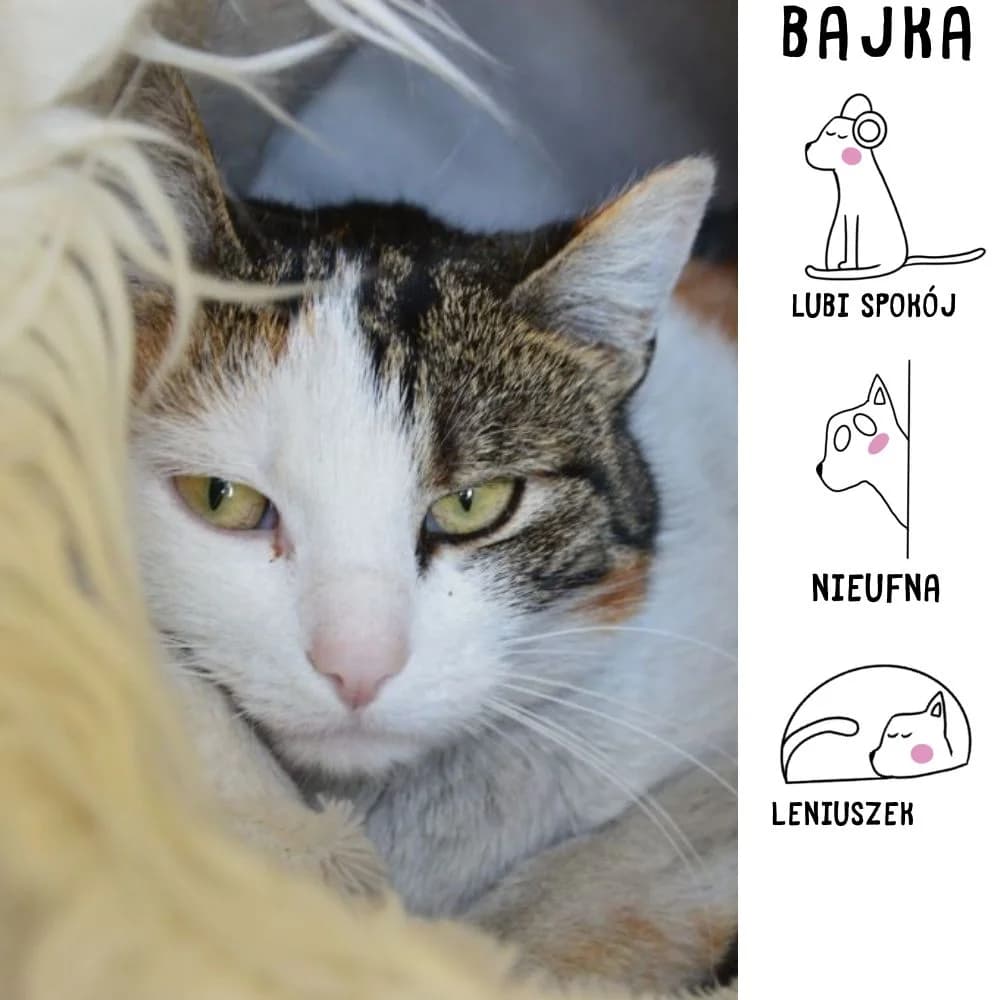 Bajka, female Mixed Breed for adoption at Schronisko Zabrze, Zabrze