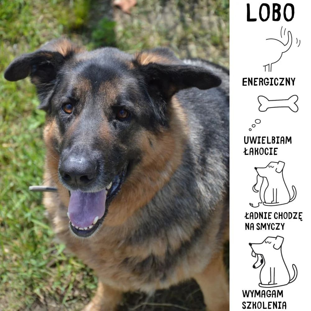 Lobo, male young Mixed Breed for adoption at Schronisko Zabrze, Zabrze