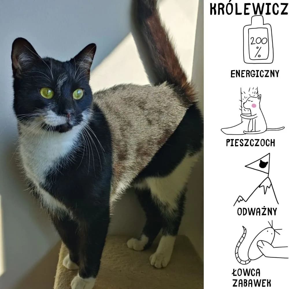 Królewicz, male Mixed Breed for adoption at Schronisko Zabrze, Zabrze