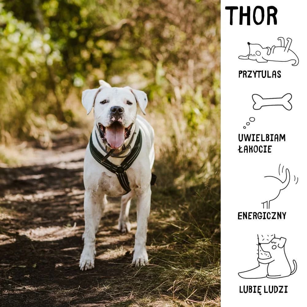 Thor, male 4yo Mixed Breed for adoption at Schronisko Zabrze, Zabrze