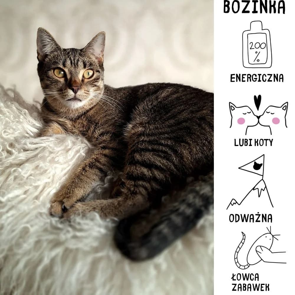 Bozinka, female Mixed Breed for adoption at Schronisko Zabrze, Zabrze