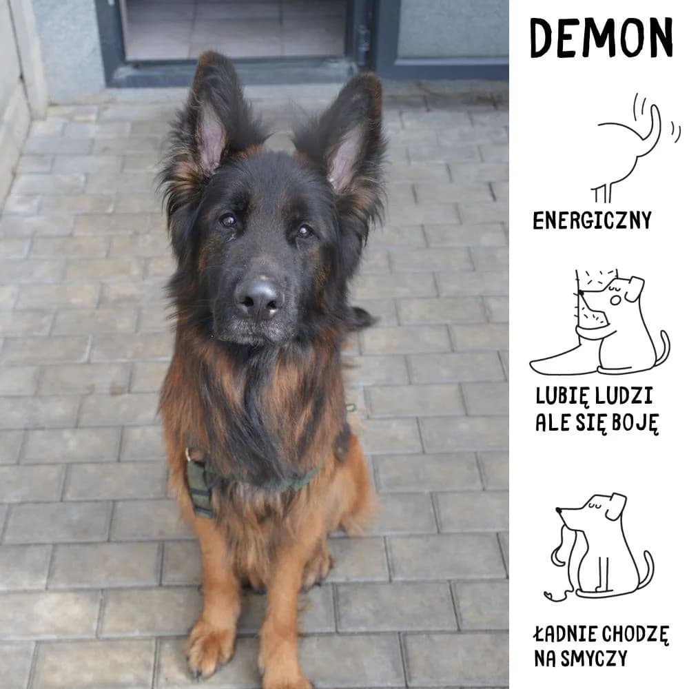 Demon, Mixed Breed for adoption at Schronisko Zabrze, Zabrze