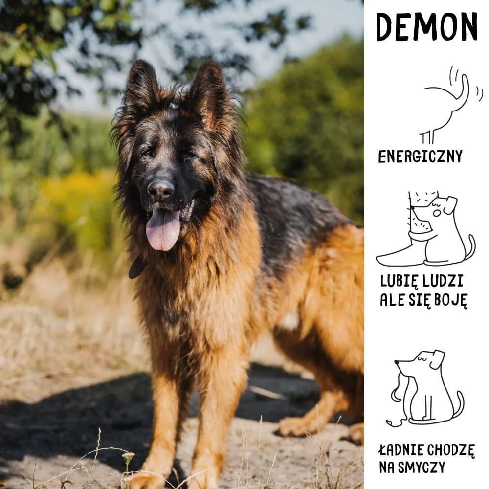 Demon, Mixed Breed for adoption at Schronisko Zabrze, Zabrze