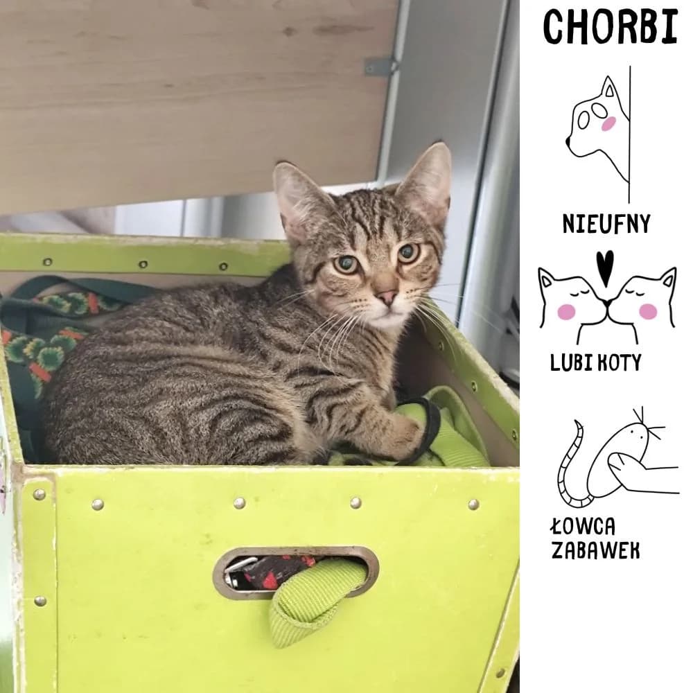 Chorbi, Mixed Breed for adoption at Schronisko Zabrze, Zabrze