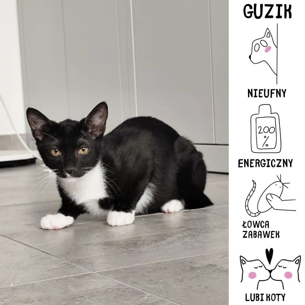 Guzik, Mixed Breed for adoption at Schronisko Zabrze, Zabrze