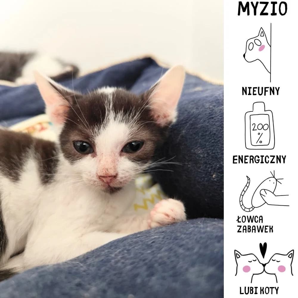 Myzio, Mixed Breed for adoption at Schronisko Zabrze, Zabrze