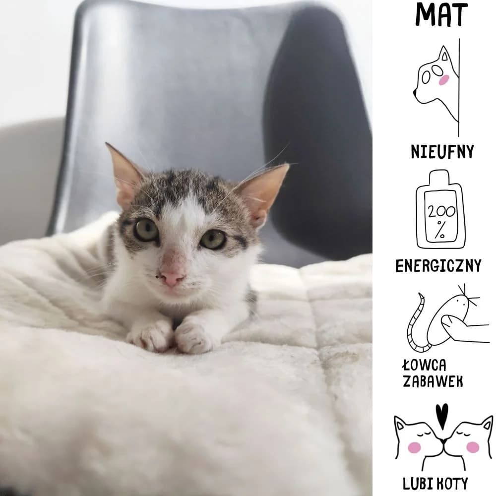 Mat, Mixed Breed for adoption at Schronisko Zabrze, Zabrze
