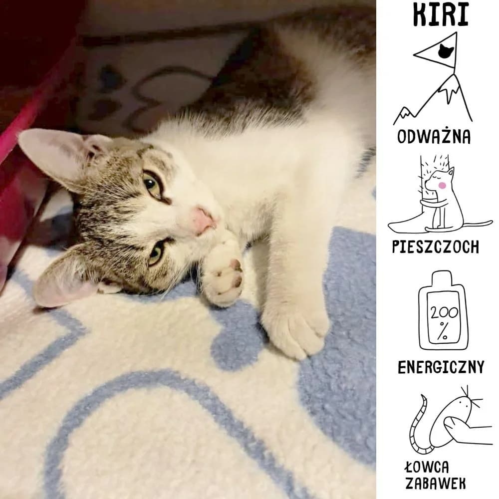 Kiri, female Mixed Breed for adoption at Schronisko Zabrze, Zabrze