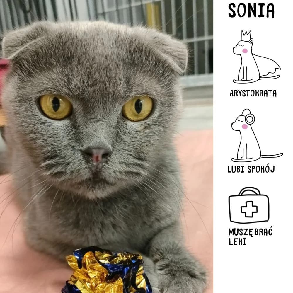 Sonia, female senior Mixed Breed for adoption at Schronisko Zabrze, Zabrze
