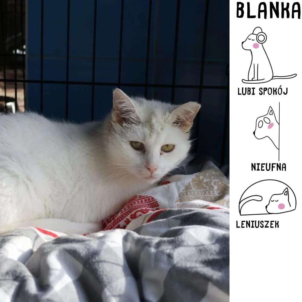 Blanka, Mixed Breed for adoption at Schronisko Zabrze, Zabrze
