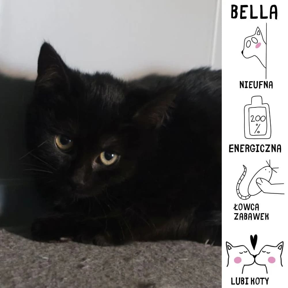 Bella, Mixed Breed for adoption at Schronisko Zabrze, Zabrze