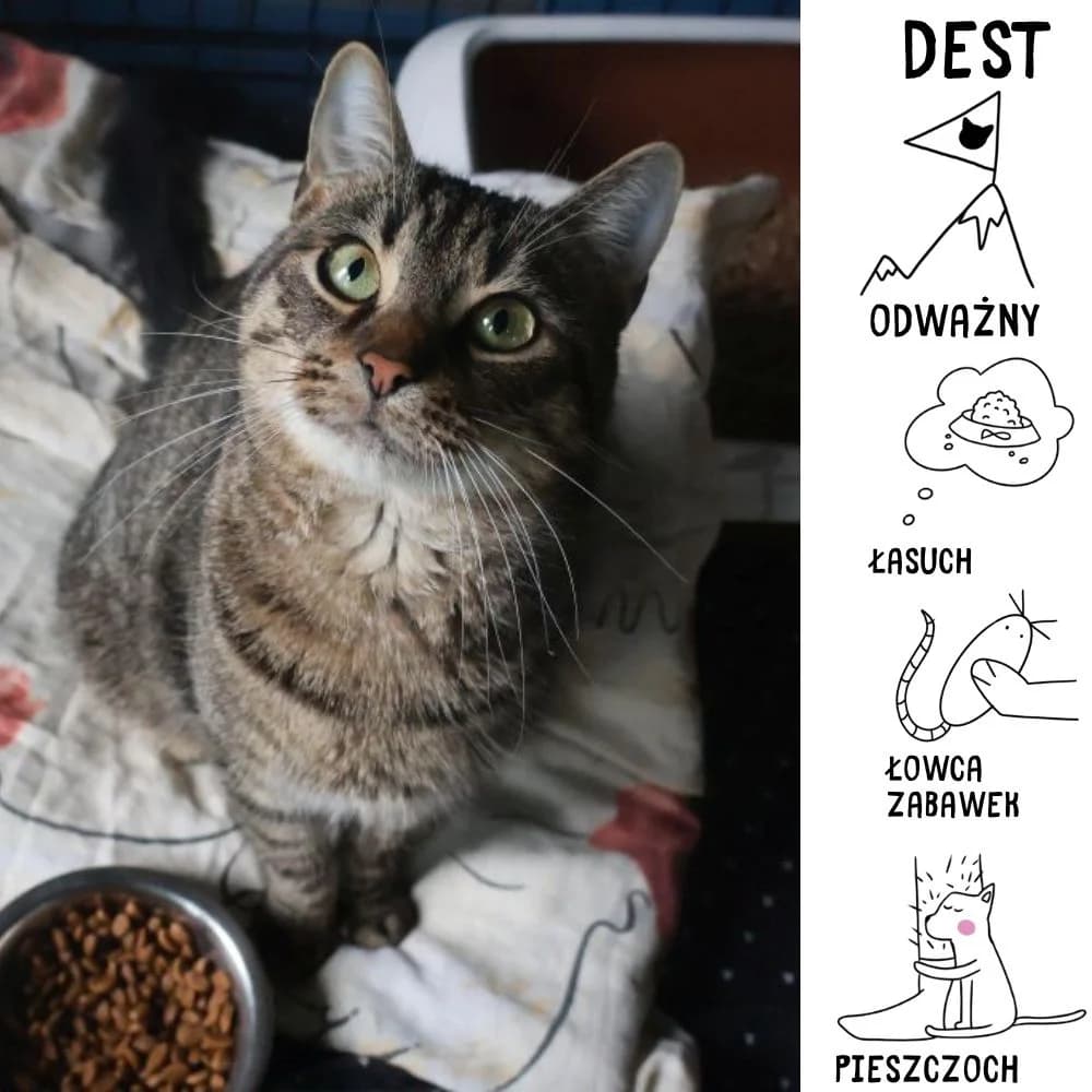 Dest, male Mixed Breed for adoption at Schronisko Zabrze, Zabrze