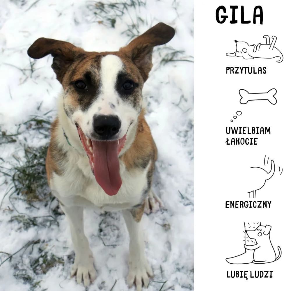 Gila, female Mixed Breed for adoption at Schronisko Zabrze, Zabrze