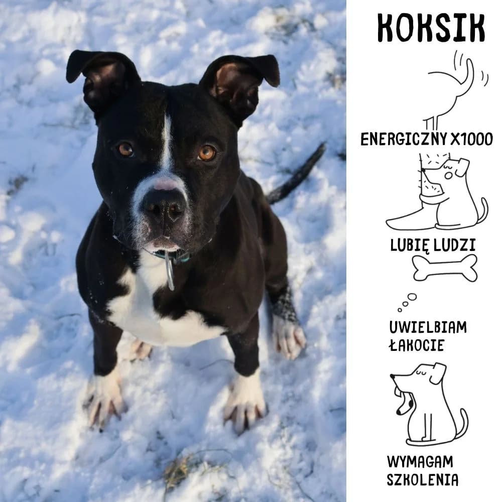 Koksik, male Mixed Breed for adoption at Schronisko Zabrze, Zabrze