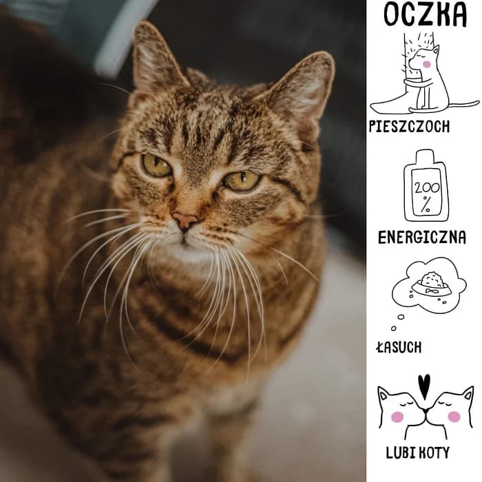 Oczka, Mixed Breed for adoption at Schronisko Zabrze, Zabrze