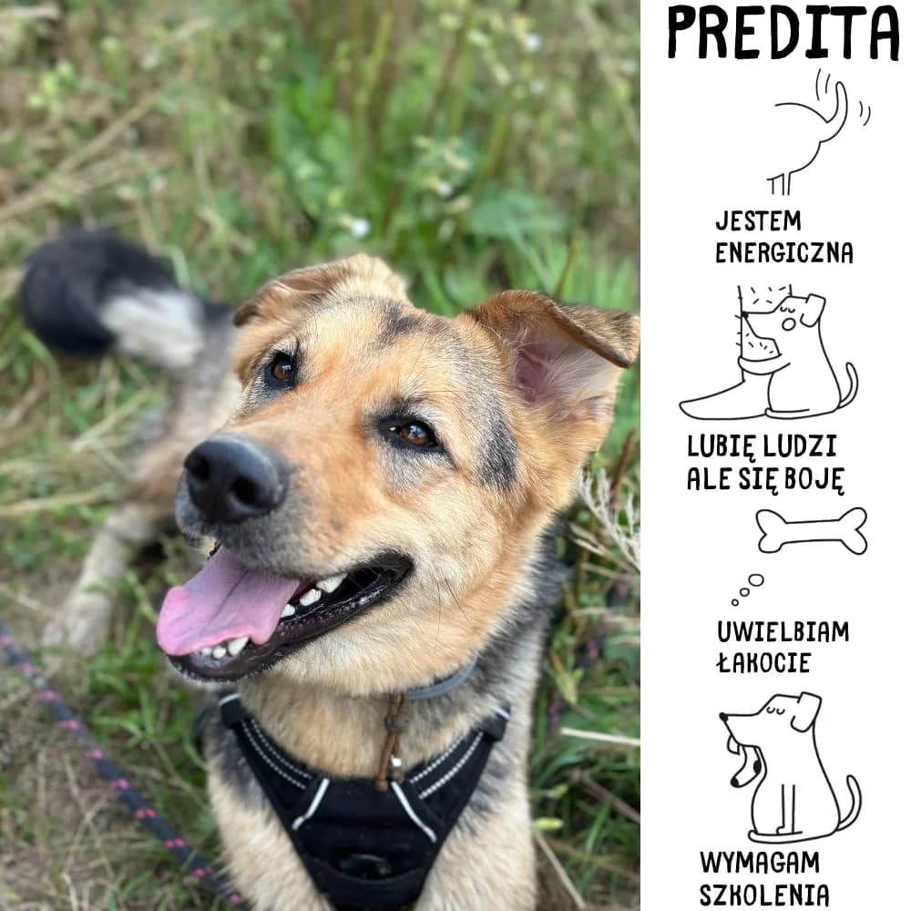 Predita, female Mixed Breed for adoption at Schronisko Zabrze, Zabrze