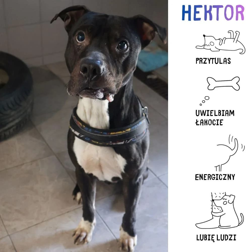 Hektor, male Mixed Breed for adoption at Schronisko Zabrze, Zabrze