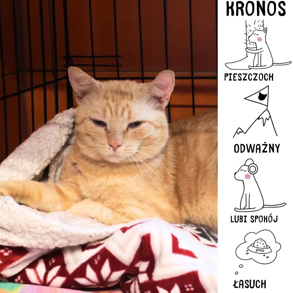 Kronos, Mixed Breed for adoption at Schronisko Zabrze, Zabrze