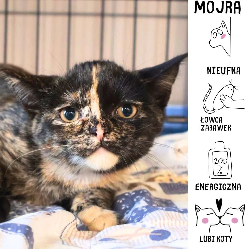 Mojra, puppy Mixed Breed for adoption at Schronisko Zabrze, Zabrze