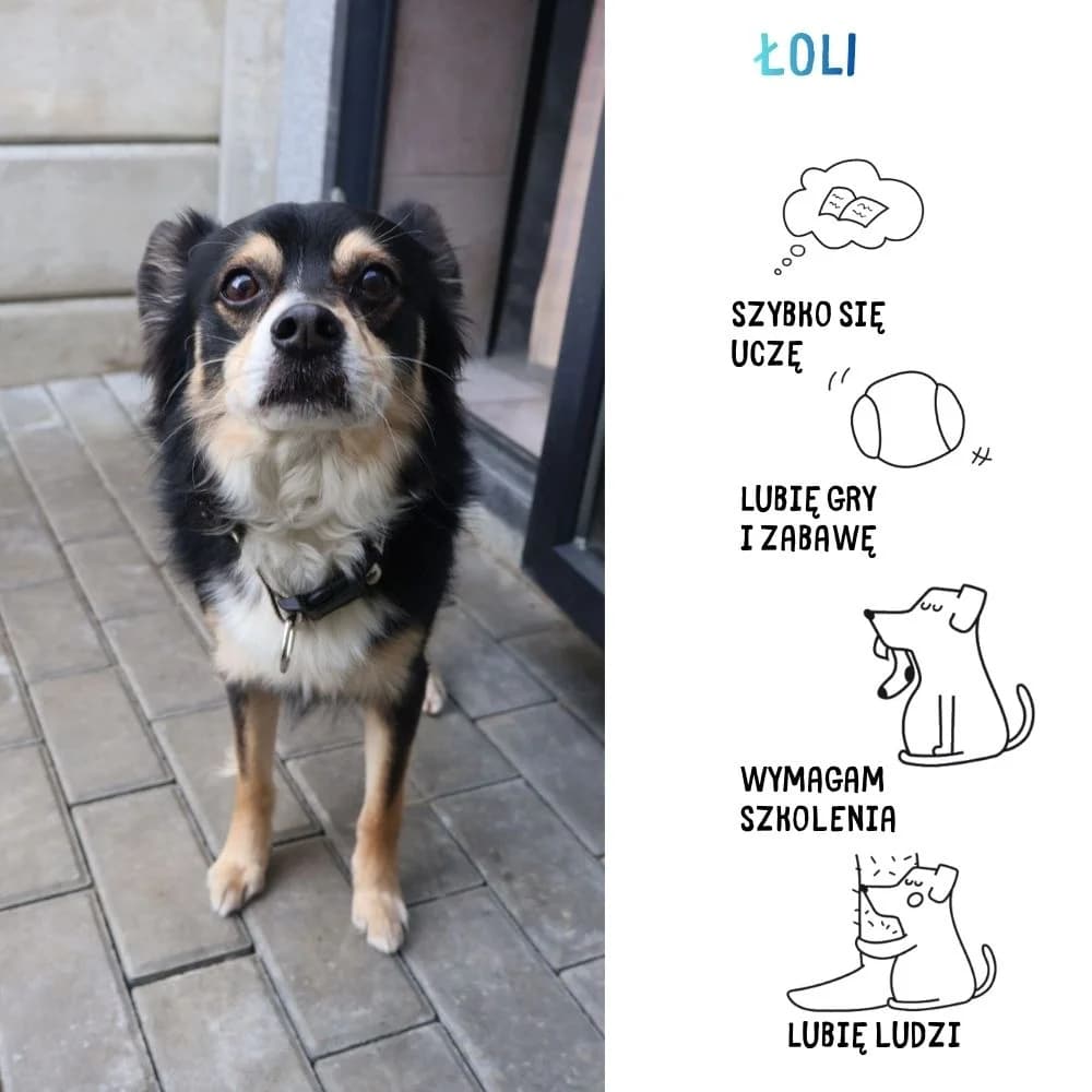 Łoli, male Mixed Breed for adoption at Schronisko Zabrze, Zabrze