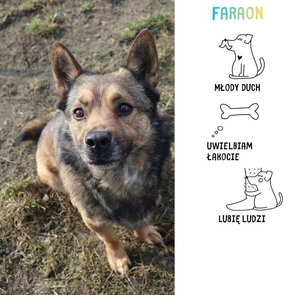 Faraon, Mixed Breed for adoption at Schronisko Zabrze, Zabrze