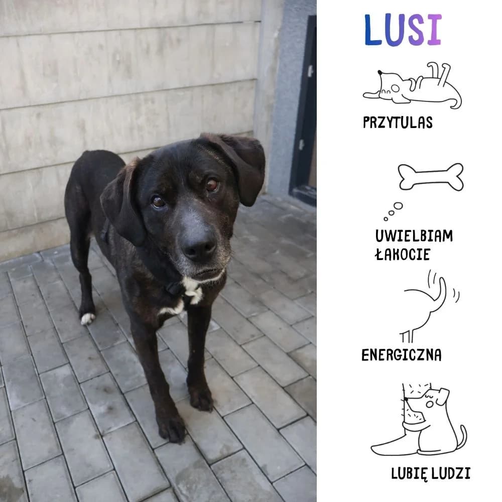 Lusi, female Mixed Breed for adoption at Schronisko Zabrze, Zabrze