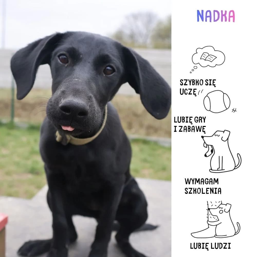Nadka, female puppy Mixed Breed for adoption at Schronisko Zabrze, Zabrze