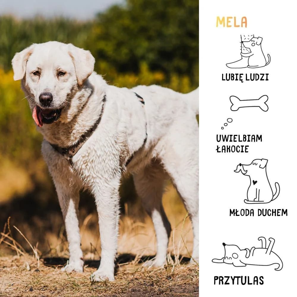 Mela, female Mixed Breed for adoption at Schronisko Zabrze, Zabrze