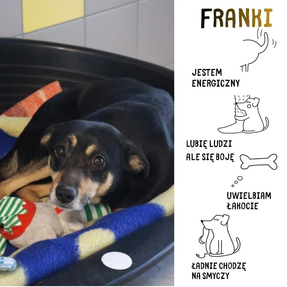 Frankie, male Mixed Breed for adoption at Schronisko Zabrze, Zabrze