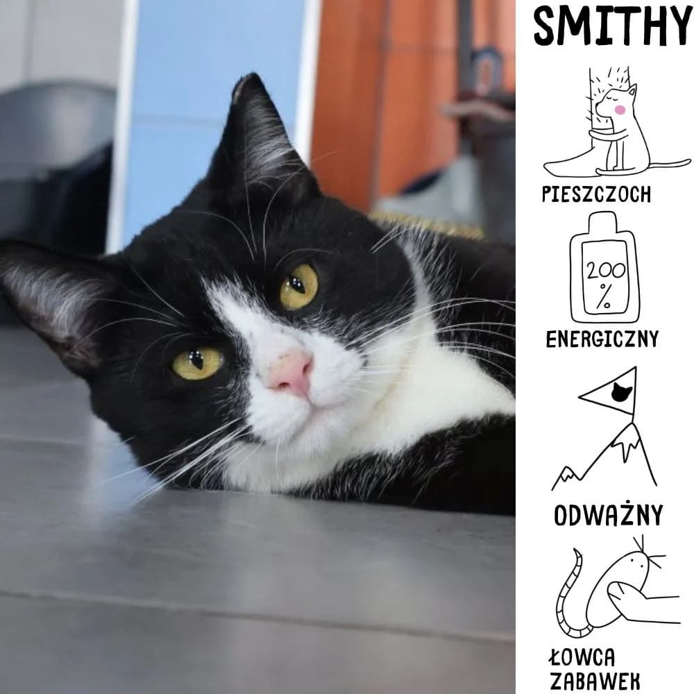 Smithy, Mixed Breed for adoption at Schronisko Zabrze, Zabrze