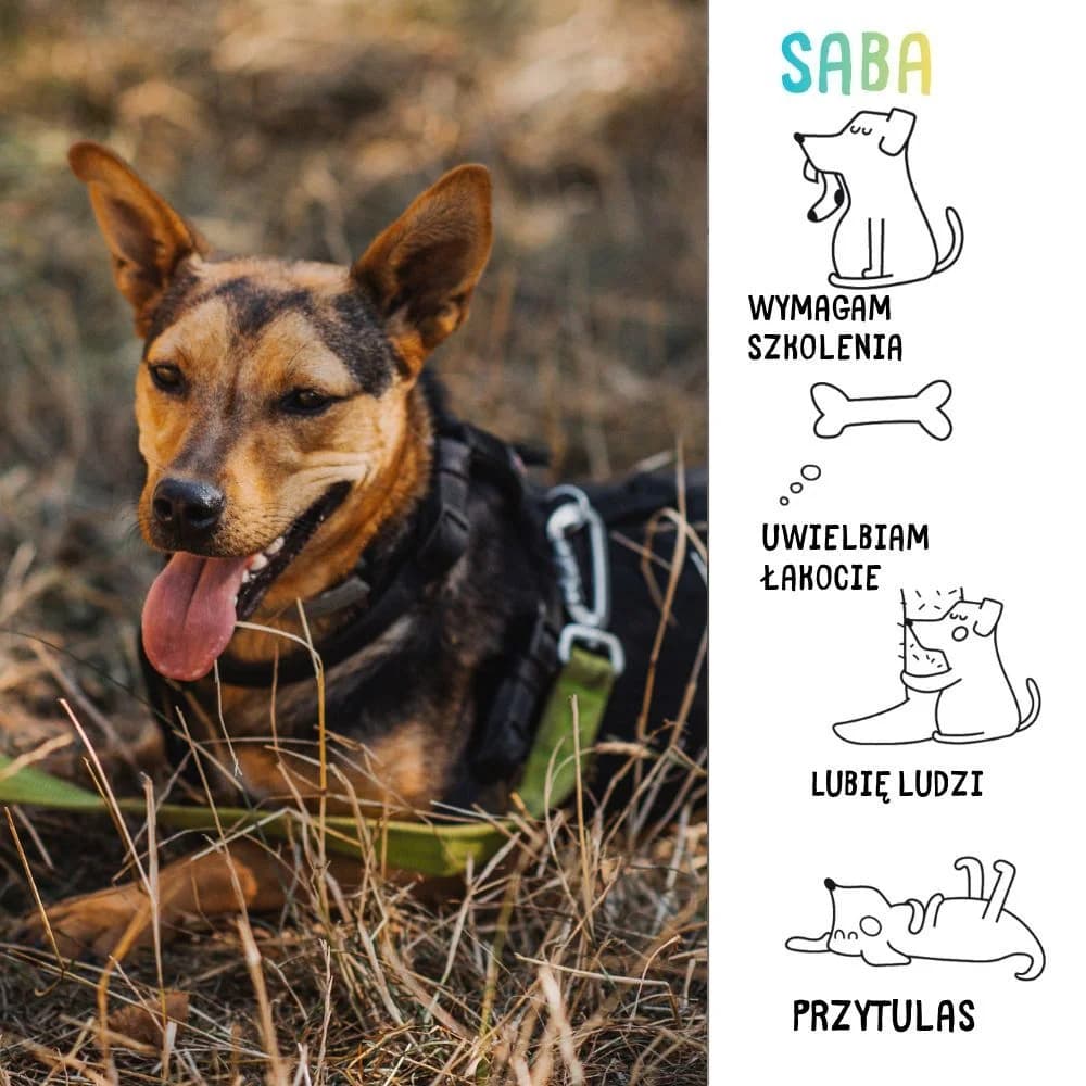 Saba, female Mixed Breed for adoption at Schronisko Zabrze, Zabrze