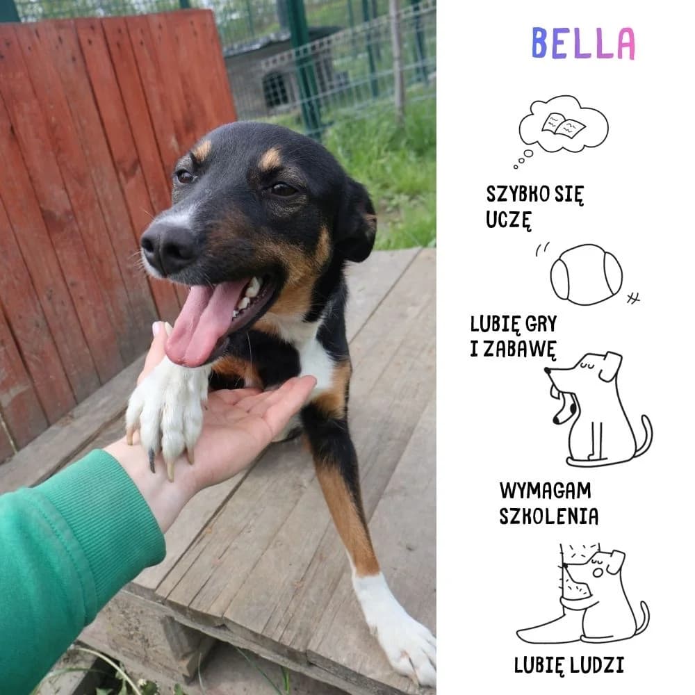 Bella, female Mixed Breed for adoption at Schronisko Zabrze, Zabrze