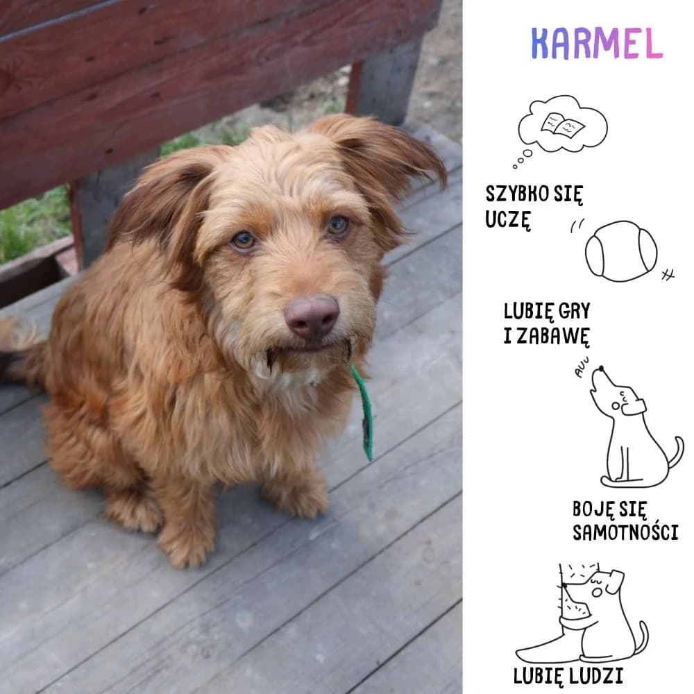 Karmel, Mixed Breed for adoption at Schronisko Zabrze, Zabrze