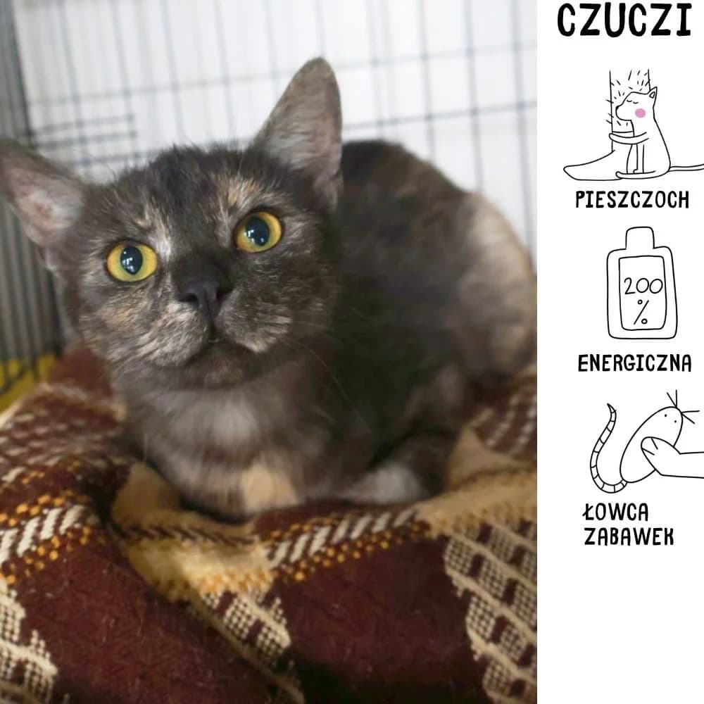 Czuczi, Mixed Breed for adoption at Schronisko Zabrze, Zabrze
