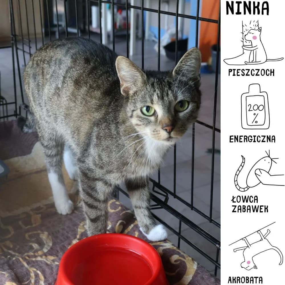 Ninka, Mixed Breed for adoption at Schronisko Zabrze, Zabrze