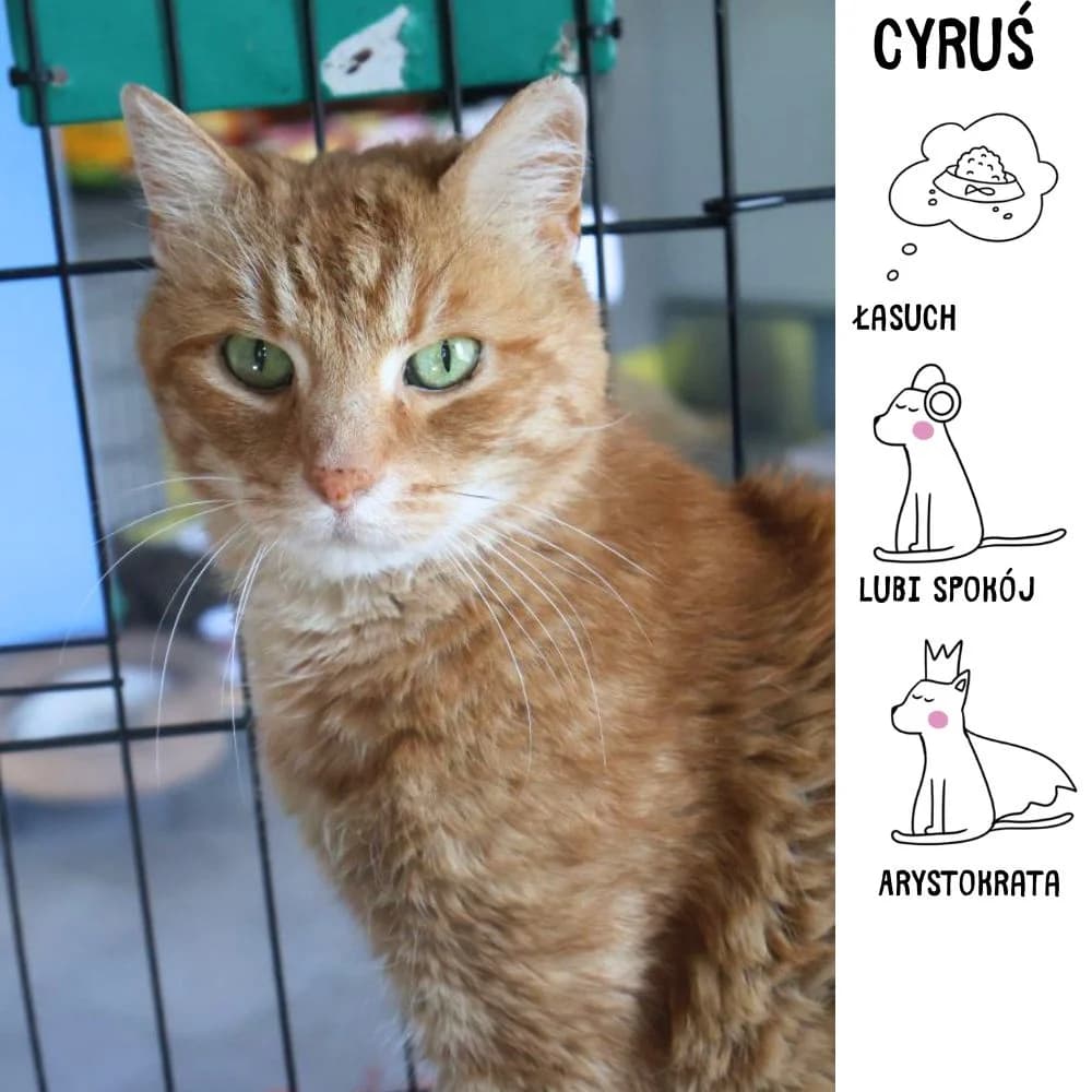 Cyruś, Mixed Breed for adoption at Schronisko Zabrze, Zabrze