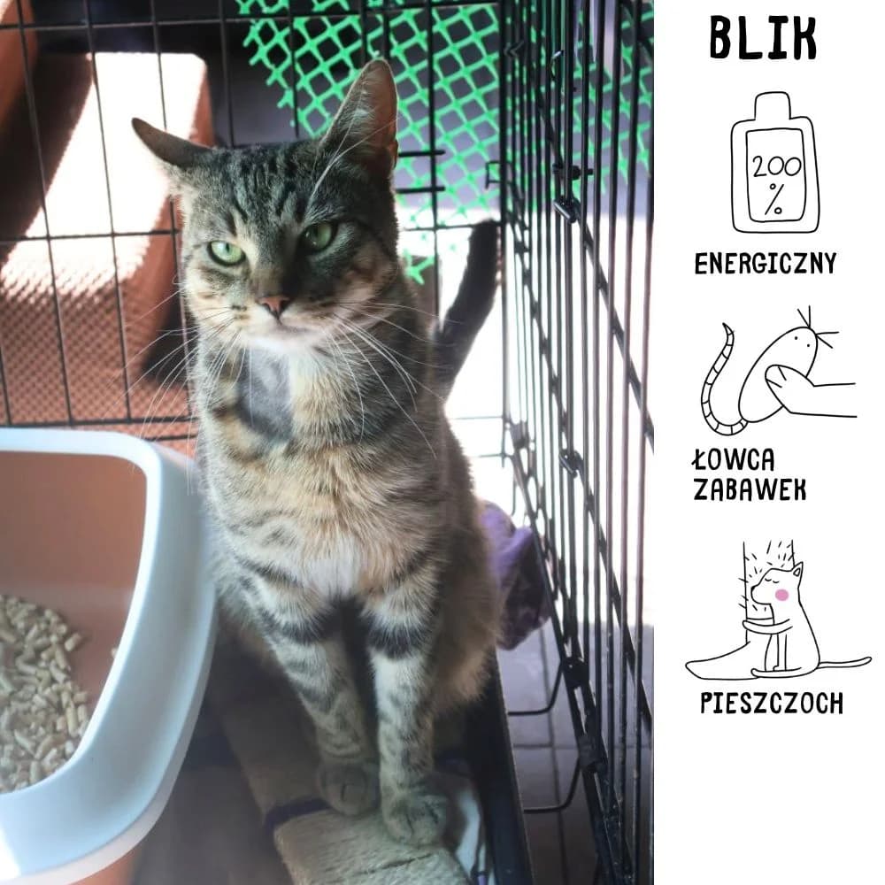 Blik, Mixed Breed for adoption at Schronisko Zabrze, Zabrze