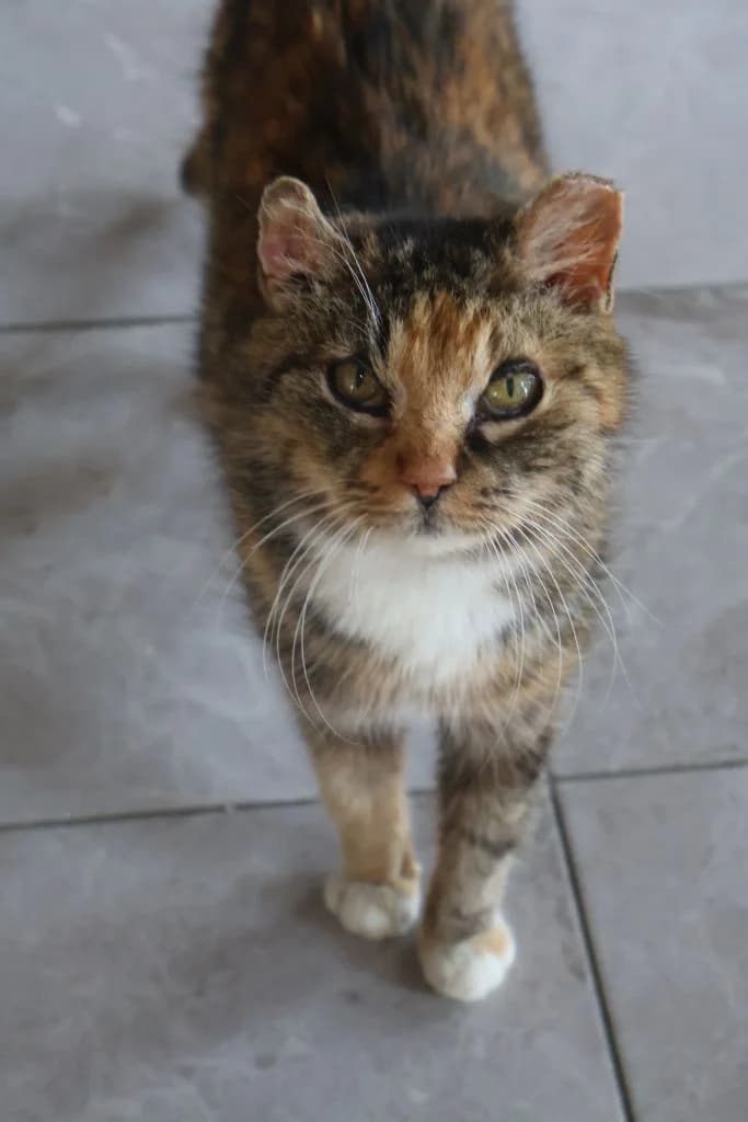 Brzesia, female Mixed Breed for adoption at Schronisko Zabrze, Zabrze