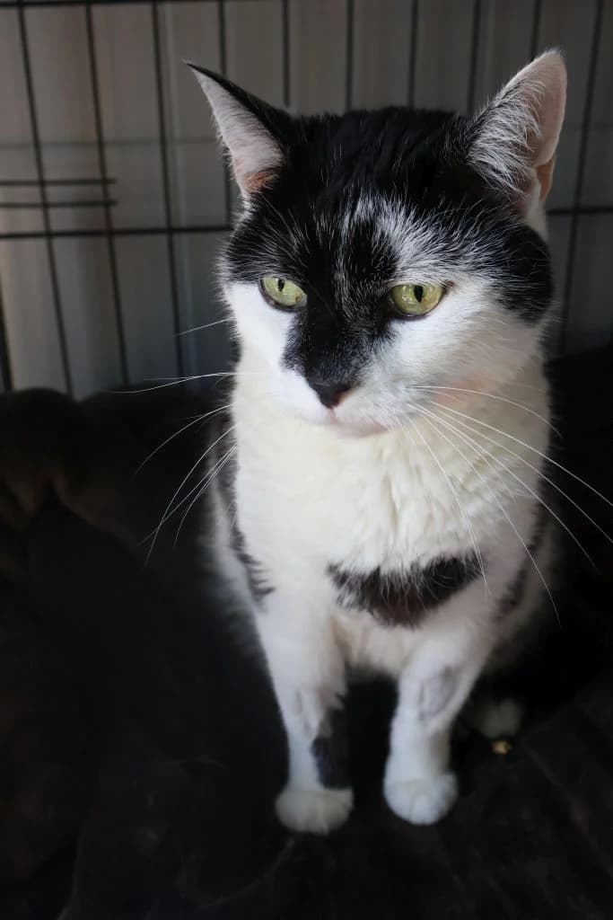 Mruczek, Mixed Breed for adoption at Schronisko Zabrze, Zabrze