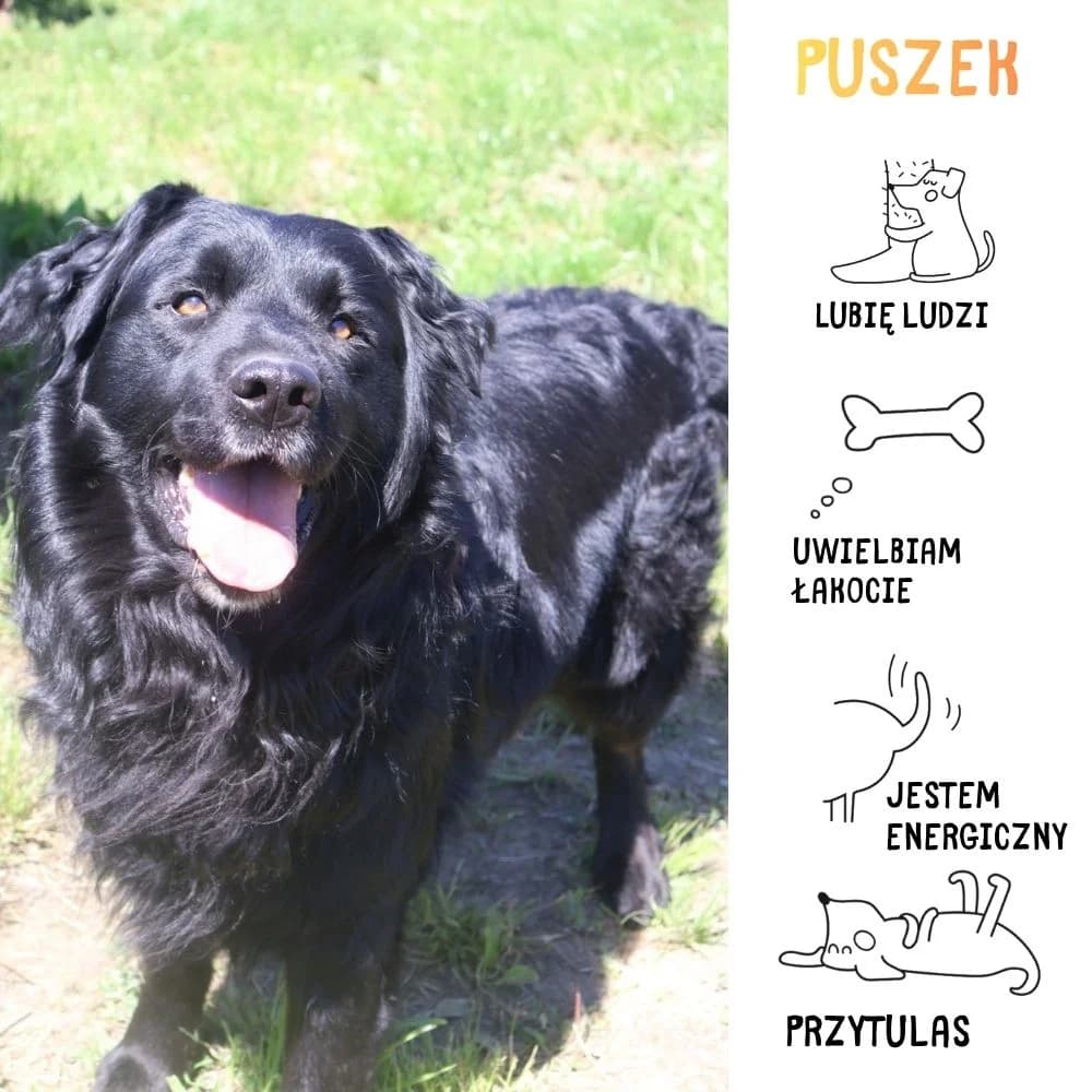 Puszek, Mixed Breed for adoption at Schronisko Zabrze, Zabrze