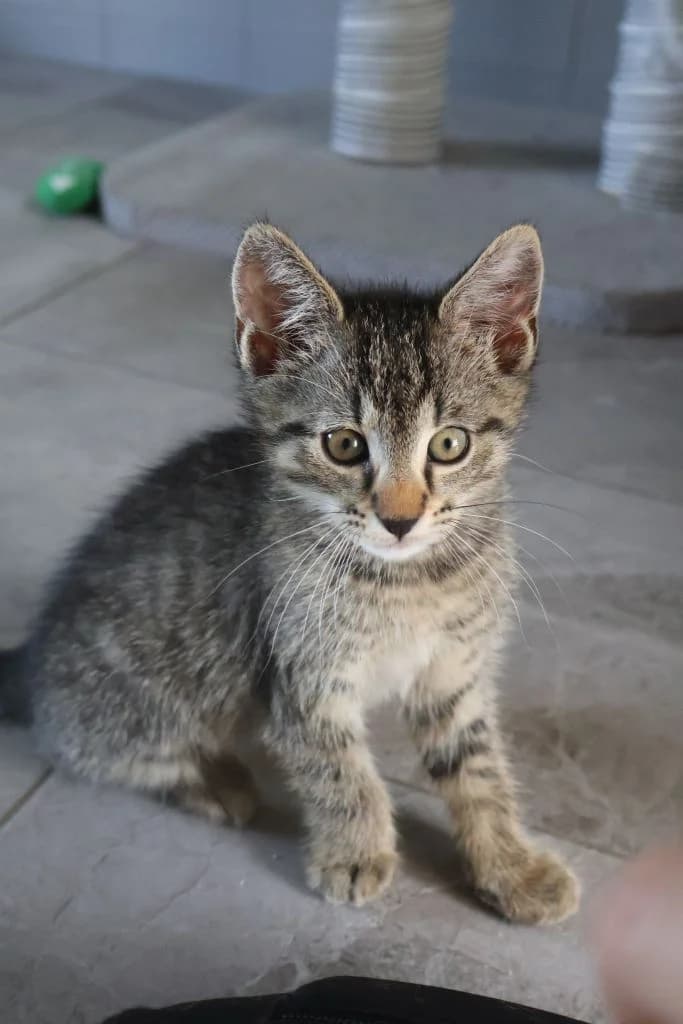 Asher, Mixed Breed for adoption at Schronisko Zabrze, Zabrze