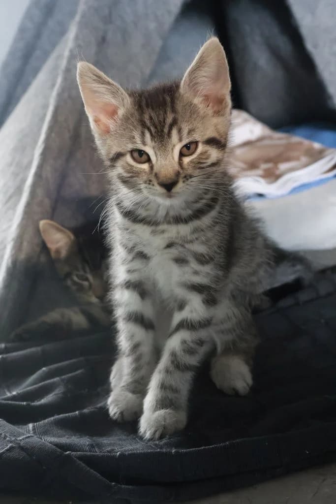 Tymek, male Mixed Breed for adoption at Schronisko Zabrze, Zabrze