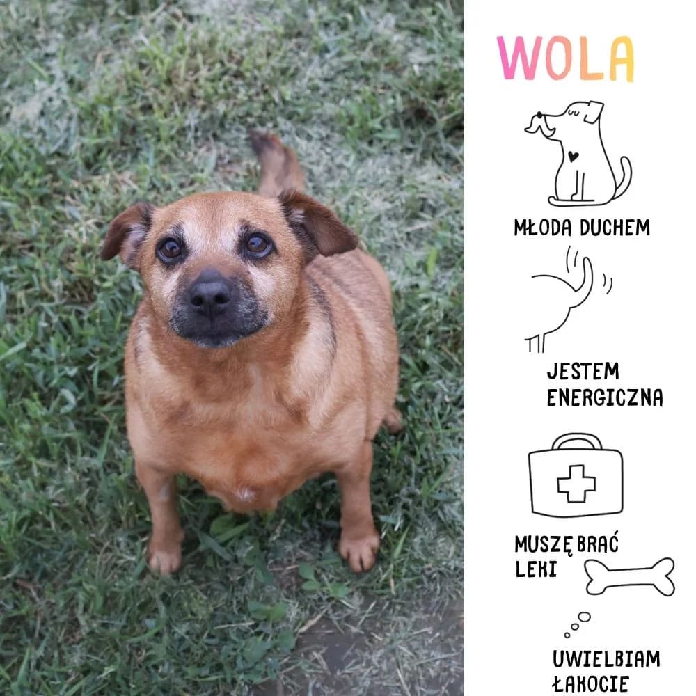 Wola, female Mixed Breed for adoption at Schronisko Zabrze, Zabrze